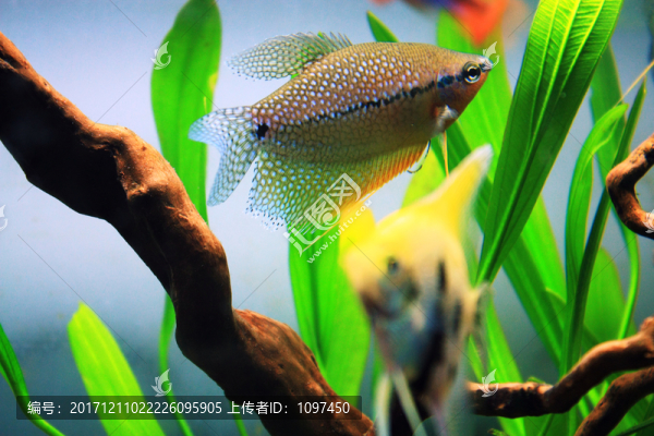 珍珠馬甲魚(yú)