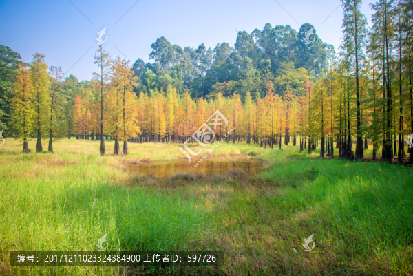 陽光樹林草地