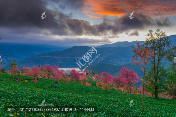 無(wú)量山櫻花谷日出