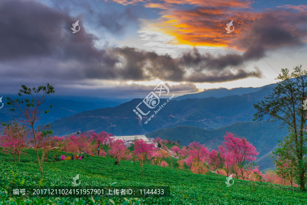 無量山櫻花谷日出