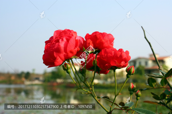 月季花