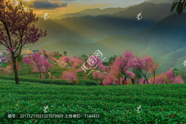無量山櫻花谷日出