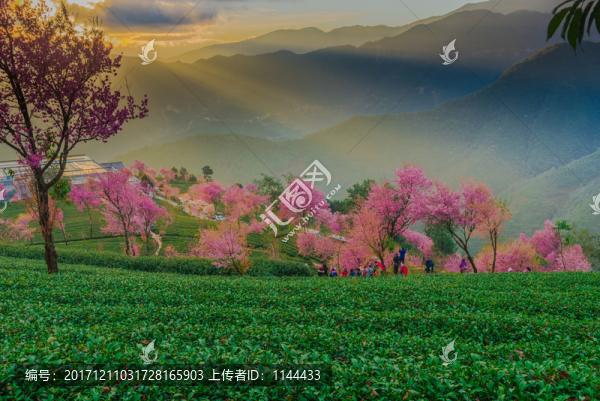 無(wú)量山櫻花谷日出