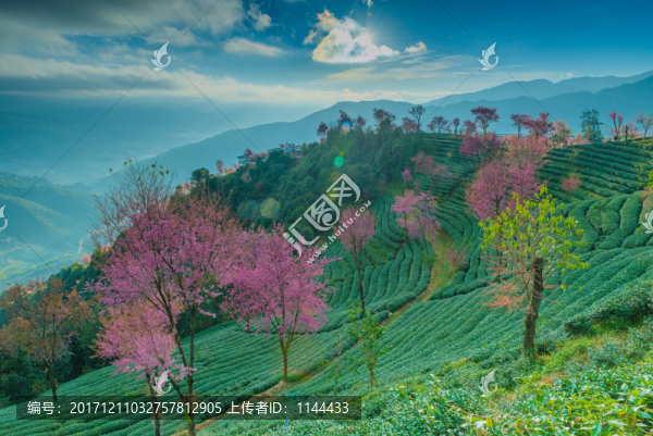 無量山櫻花谷