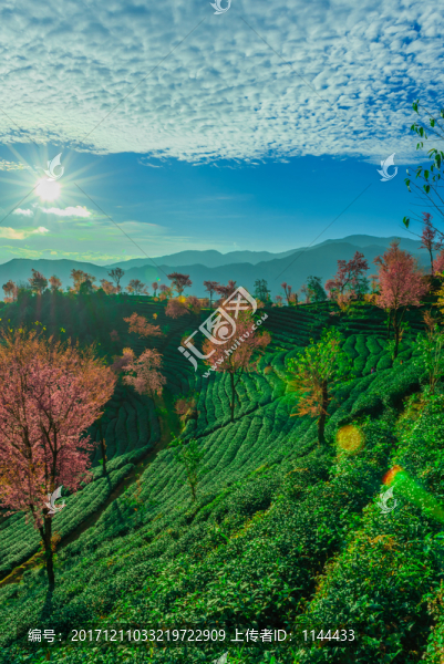 無量山櫻花谷