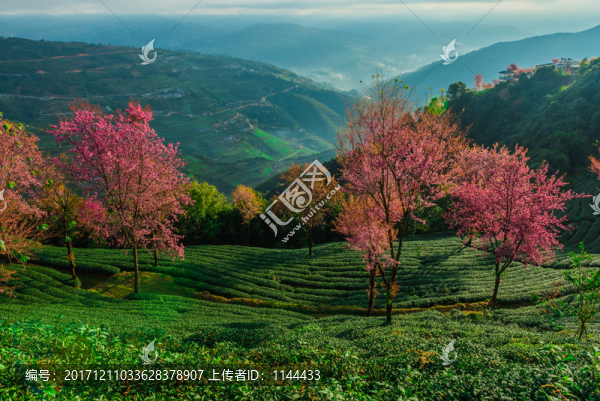 無量山櫻花谷