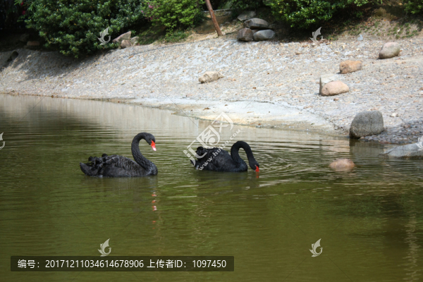 黑天鵝