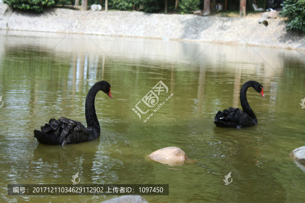 黑天鵝