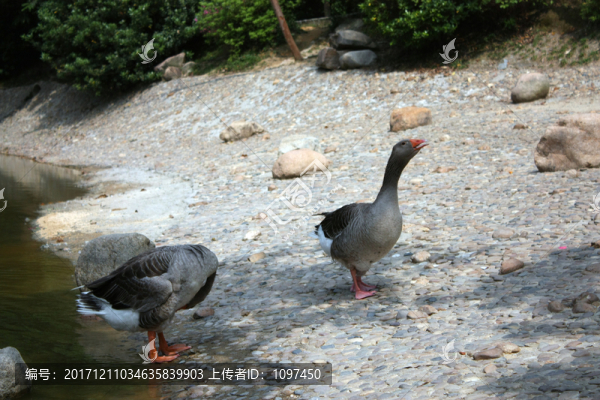 黑天鵝