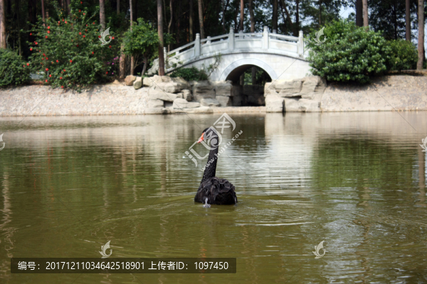 黑天鵝