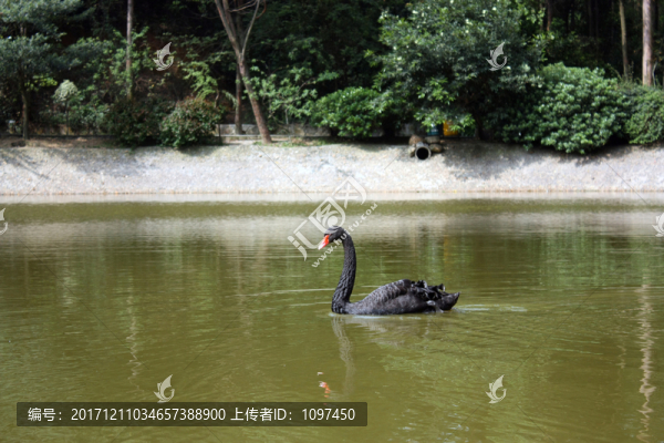 黑天鵝