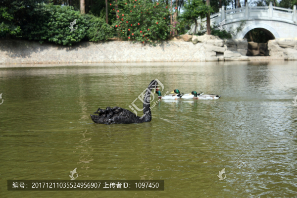 黑天鵝