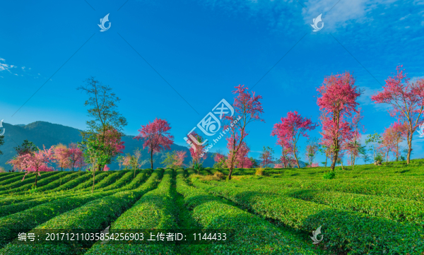 無(wú)量山櫻花谷