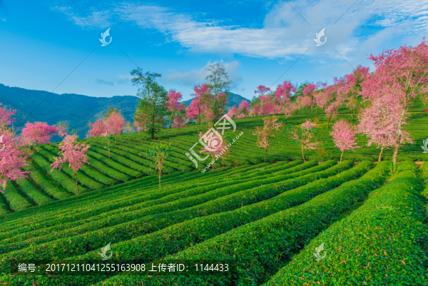 無量山櫻花谷