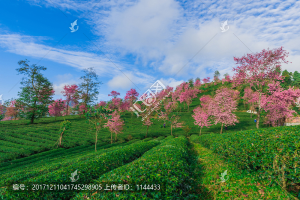 無量山櫻花谷