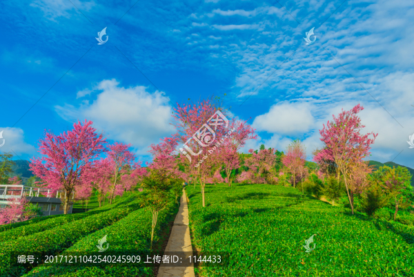 無量山櫻花谷