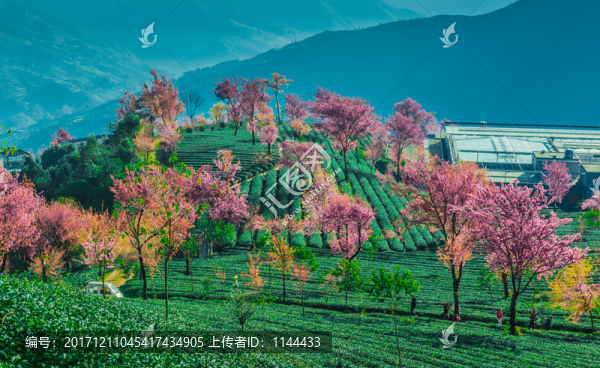 無(wú)量山櫻花谷