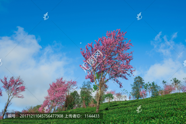 無量山櫻花谷