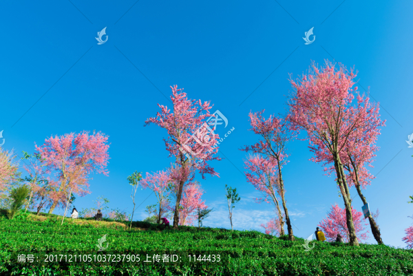 無量山櫻花谷