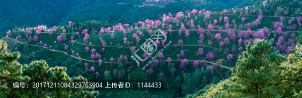 無量山櫻花谷