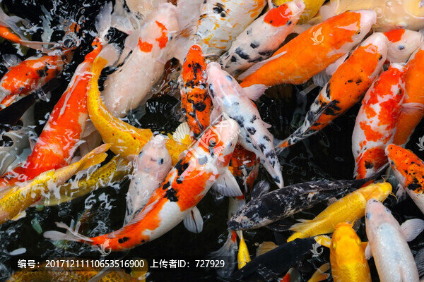 觀賞魚
