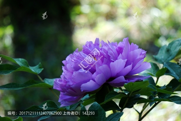 淺藍(lán)