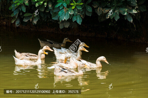 水鴨