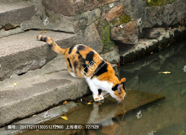 喝水的花貓