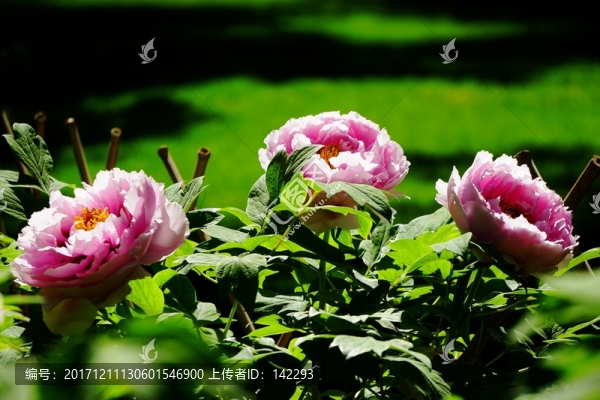花開富貴