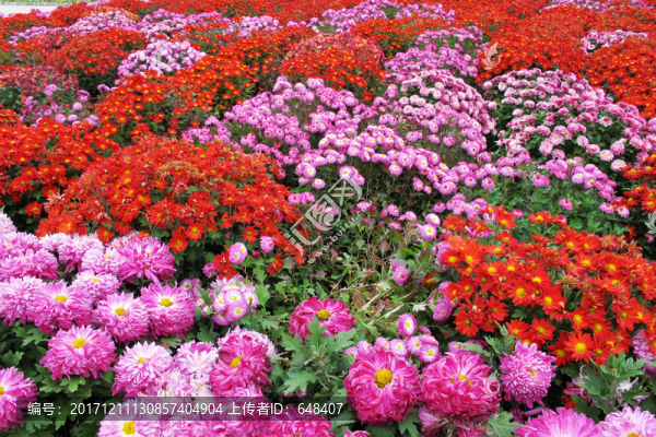 菊花