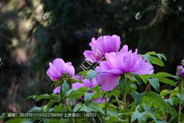 花開富貴