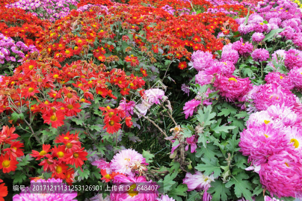 菊花