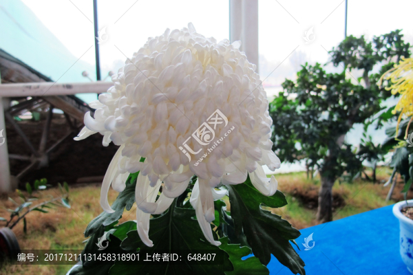 菊花