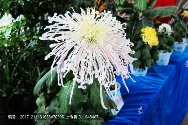 菊花
