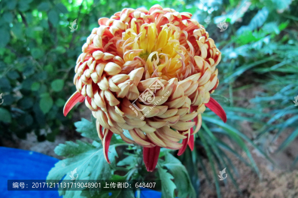 菊花