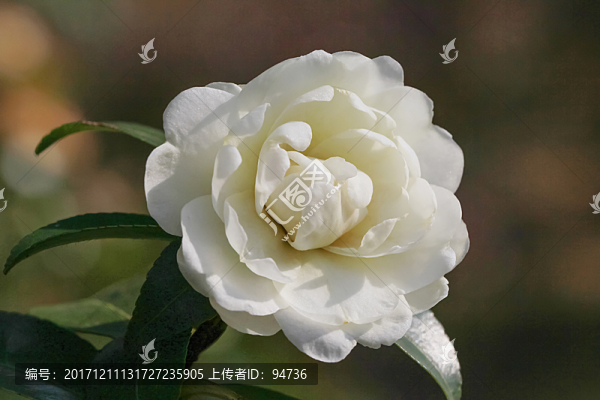 茶花