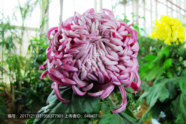 菊花