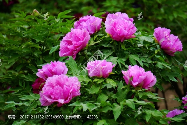 花開富貴