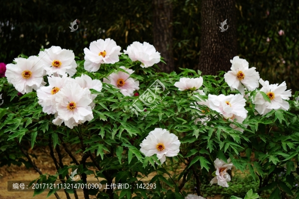 花開(kāi)富貴