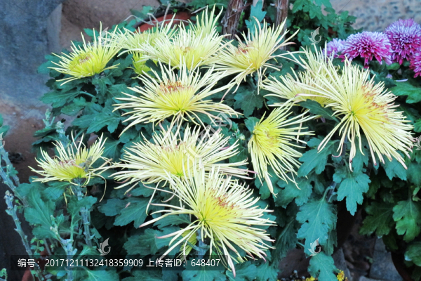 菊花
