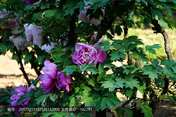 花開富貴