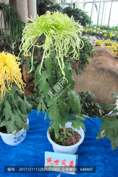 菊花