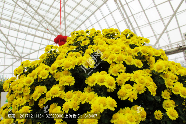 菊花