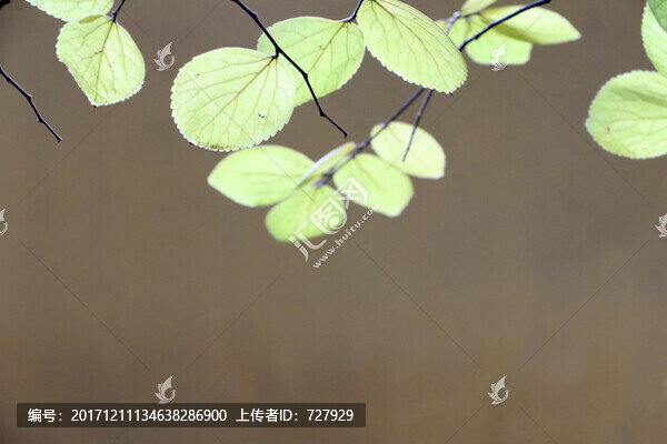 綠葉