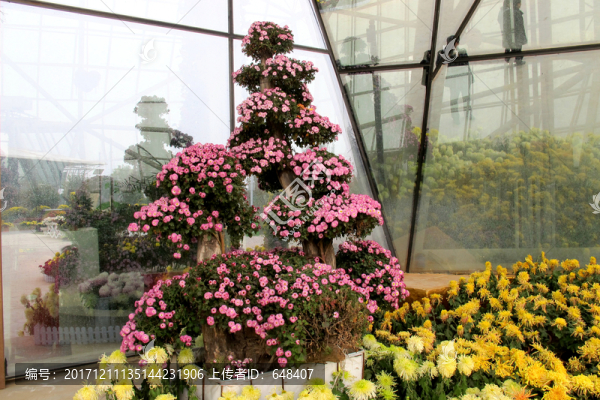 菊花