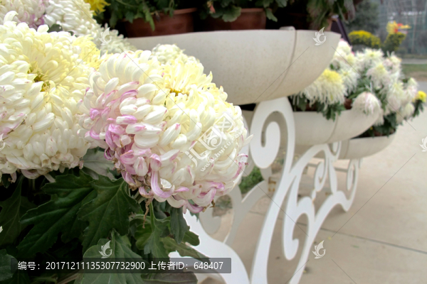 菊花
