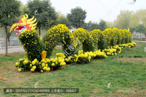 菊花造型大龍