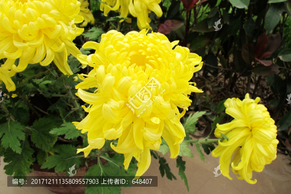 菊花