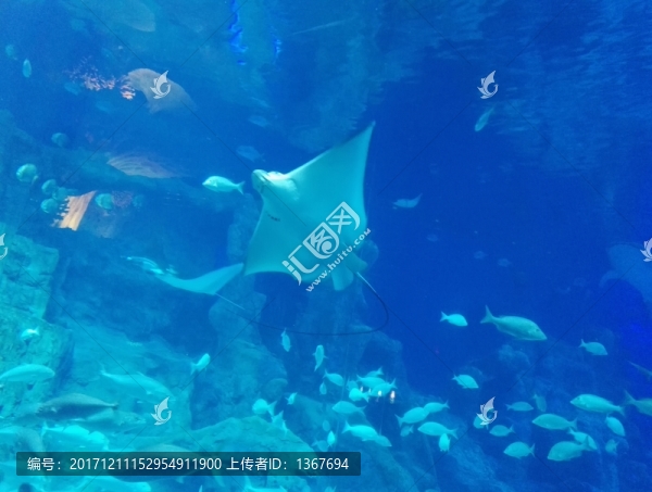鰩魚