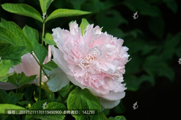 繡球